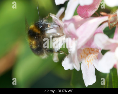Garten-Bumblebee sammeln Nektar von Blütenpflanzen. Stockfoto