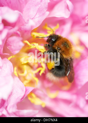 Die Baumhummel Ernte Nektar von Blütenpflanzen. Stockfoto