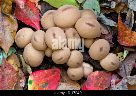 Gemeinsamen Puffball Pilze Lycoperdon Perlatum Herbst, Michigan USA Stockfoto