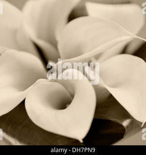 stilvolle Calla Hochzeit Bouquet Sepia getönten Jane Ann Butler Fotografie JABP1002 Stockfoto