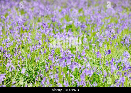 wunderschöne Mai Glockenblumen Jane Ann Butler Fotografie JABP1008 Stockfoto