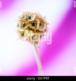 wunderschöne Scabiosa Stellata auf lila und weißen, Papiermond Jane Ann Butler Fotografie JABP1000 Stockfoto