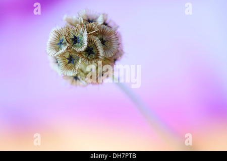 markante Scabiosa Stellata, Papiermond Jane Ann Butler Fotografie JABP1001 Stockfoto