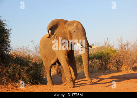 Foto Safari in Botswana zeigt einen Elefanten Stockfoto