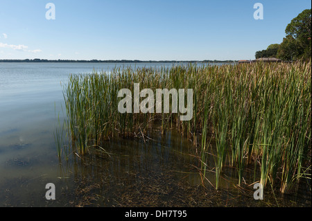 Von den Ufern des Lake Dora in der Stadt Mount Dora, Florida USA Stockfoto