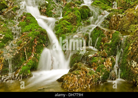 Wasserfall auf einem kleinen Berg Strom in dem Elan Waldtal in zentralen Wales. Stockfoto