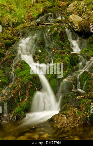 Wasserfall an einem kleinen Berghang Stream in den bewaldeten Elan Valley in Wales. Stockfoto