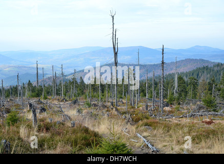 Stämme der Bäume verbrennen bei einem Waldbrand Stockfoto