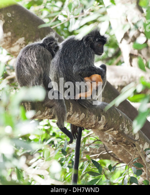 Silbrig Gruppen, Trachypithecus Cristatus, auch bekannt als der Affe versilbert Blatt oder den silbrigen Languren mit jungen. Stockfoto