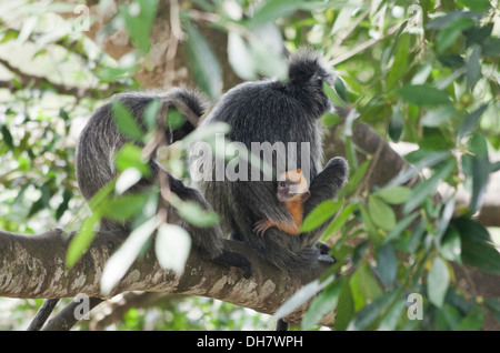 Silbrig Gruppen, Trachypithecus Cristatus, auch bekannt als der Affe versilbert Blatt oder den silbrigen Languren mit jungen. Stockfoto