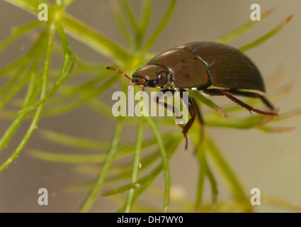 Hydrobius Fuscipes Wasser Scavenger Käfer unter Wasser.  In einem fotografischen Aquarium genommen und zurück in die Wildnis unverletzt Stockfoto