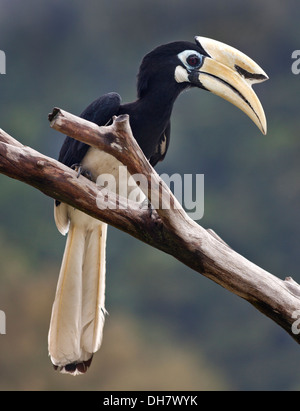 Das Malabar Pied Hornbill (Anthracoceros Coronatus) auch bekannt als weniger Pied Hornbill, Pangkor, Malaysia. Stockfoto