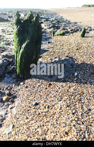 Wandern Sie entlang Cudmore Grove Beach, West Mersea, Essex. Stockfoto
