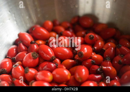 Eine Schüssel voll mit frischem Wild Hagebutten. Stockfoto