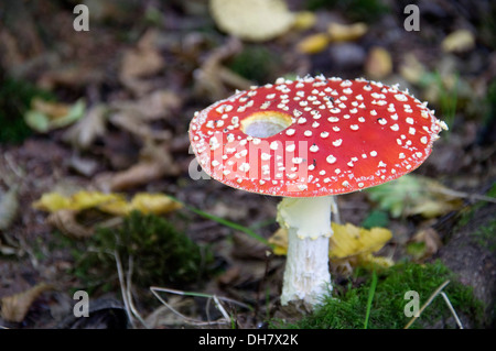 Eine Fliege Agaric Pilz in einem Wald von Hertfordshire, England Stockfoto