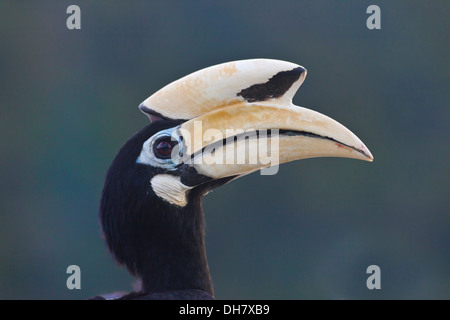 Das Malabar Pied Hornbill (Anthracoceros Coronatus) auch bekannt als weniger Pied Hornbill, Pangkor, Malaysia. Stockfoto