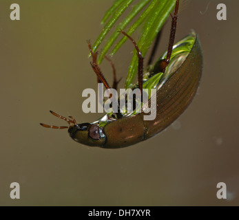 Hydrobius Fuscipes Wasser Scavenger Käfer unter Wasser.  In einem fotografischen Aquarium genommen und zurück in die Wildnis unverletzt Stockfoto