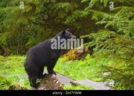 Schwarzbär auf Trail bei Anan Tierwelt Observatory, Alaska Stockfoto