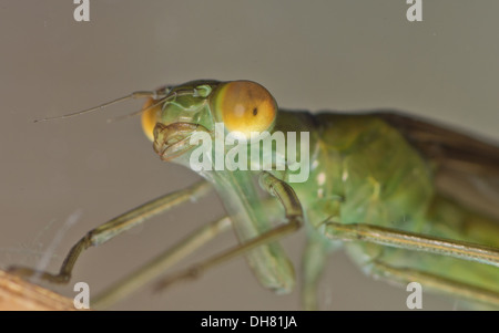 Emerald Damselfly Lestes Sponsa Nymphe unter Wasser.  In einem fotografischen Aquarium genommen und zurück in die Wildnis unverletzt Stockfoto