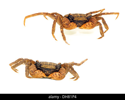 Wharf Crab isoliert auf weißem Hintergrund Stockfoto