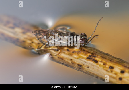 Shore-Bug Chartoscirta Cincta auf Wasser Oberfläche und Tote Schilf. In einem fotografischen Aquarium genommen und wieder in die unverletzt Stockfoto