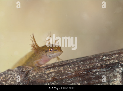 Glatt oder gemeinsame Newt Kaulquappe unter Wasser.  In einem fotografischen Aquarium genommen und zurück in die Wildnis unverletzt Stockfoto