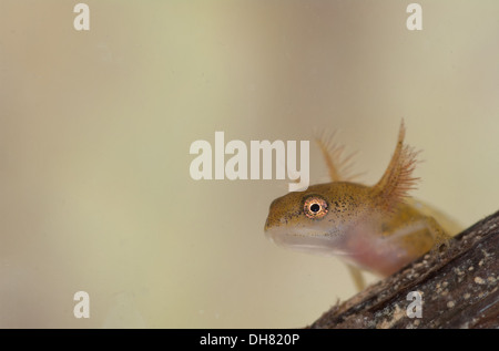 Glatt oder gemeinsame Newt Kaulquappe unter Wasser.  In einem fotografischen Aquarium genommen und zurück in die Wildnis unverletzt Stockfoto