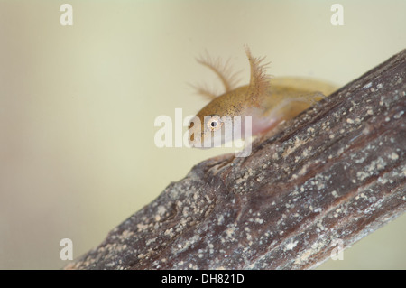 Glatt oder gemeinsame Newt Kaulquappe unter Wasser.  In einem fotografischen Aquarium genommen und zurück in die Wildnis unverletzt Stockfoto