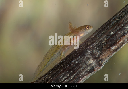 Glatt oder gemeinsame Newt Kaulquappe unter Wasser.  In einem fotografischen Aquarium genommen und zurück in die Wildnis unverletzt Stockfoto