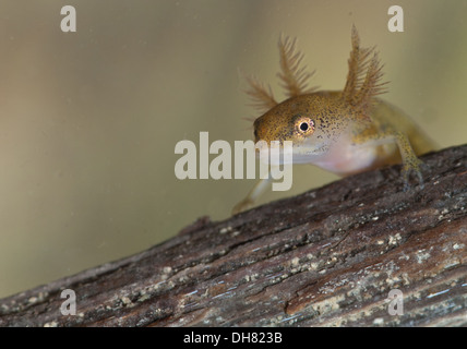Glatt oder gemeinsame Newt Kaulquappe unter Wasser.  In einem fotografischen Aquarium genommen und zurück in die Wildnis unverletzt Stockfoto