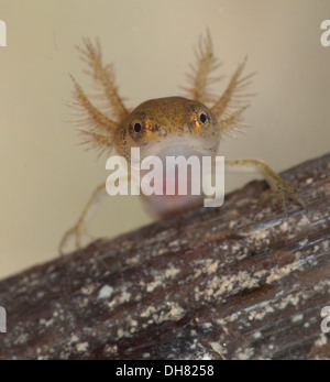 Glatt oder gemeinsame Newt Kaulquappe unter Wasser.  In einem fotografischen Aquarium genommen und zurück in die Wildnis unverletzt Stockfoto