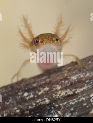 Glatt oder gemeinsame Newt Kaulquappe unter Wasser.  In einem fotografischen Aquarium genommen und zurück in die Wildnis unverletzt Stockfoto