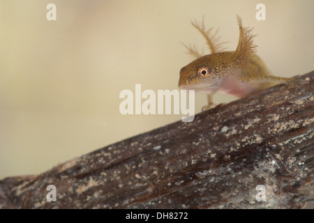 Glatt oder gemeinsame Newt Kaulquappe unter Wasser.  In einem fotografischen Aquarium genommen und zurück in die Wildnis unverletzt Stockfoto