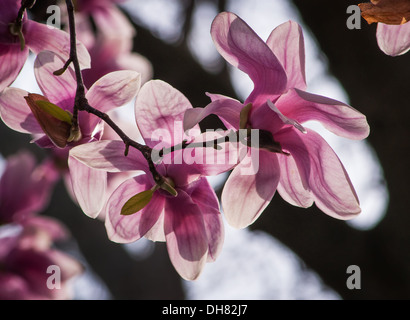 Magnolia Baum blüht im Frühling Garten Stockfoto