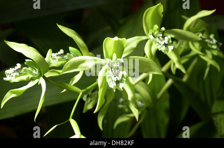 Schwarze Orchidee aus Borneo Stockfoto