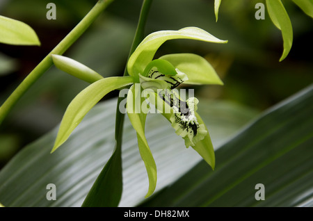 Schwarze Orchidee aus Borneo Stockfoto