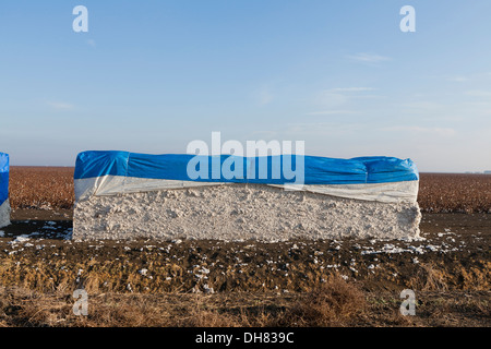 Baumwolle-Modul - Kalifornien USA Stockfoto