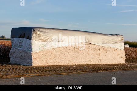Baumwolle-Modul - Kalifornien USA Stockfoto