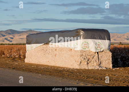 Baumwolle-Modul - Kalifornien USA Stockfoto
