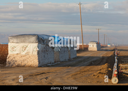 Baumwolle-Modul - Kalifornien USA Stockfoto