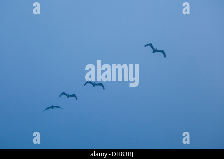 Braune Pelikane (Pelecanus Occidentalis) im Formationsflug - Kalifornien USA Stockfoto