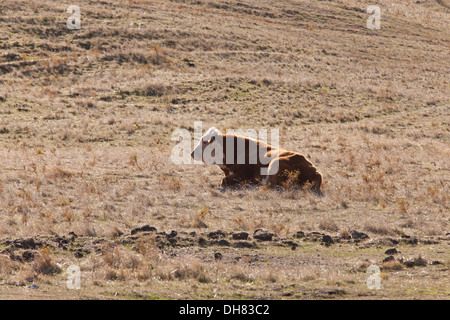 Freilandhaltung Kuh ruht in trockenen Wiese - Kalifornien USA Stockfoto