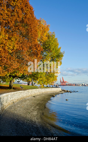 Bunte Herbst Bäume entlang der Ufermauer im Stanley Park, Vancouver, Kanada. Stockfoto