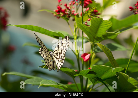 Judy Istock Butterfly Haven. Befindet sich in der Peggy Notebaert Naturmuseum. Chicago IL Stockfoto