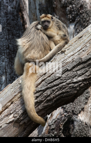 Schwarz und Gold Brüllaffen (Aloutta Curaya). Weiblich und jung. Baby-packende Holding auf Mutters Fell und eigenen Schwanz. Stockfoto