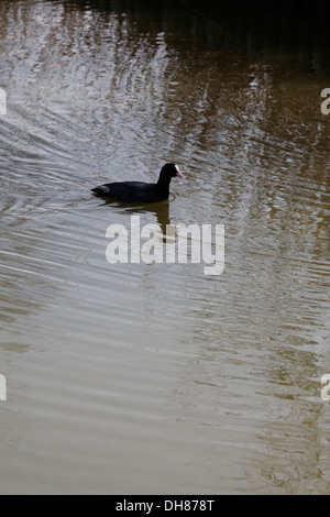 Blässhuhn, Fulica Atra, Frankreich, Europa Stockfoto