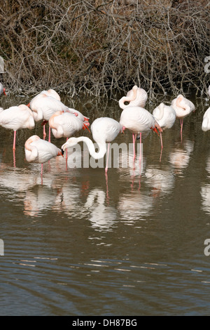 Großen Flamingo. Phoenicopterus Ruber. Saintes Maries De La Mer Stockfoto