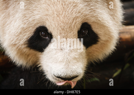 Nahaufnahme von Panda Bär Gesicht mit Zunge hängt heraus Chengdu Giant Panda Breeding Center in Sichuan China Stockfoto
