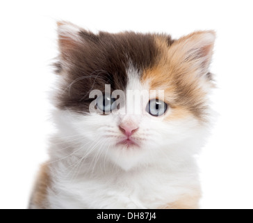 Nahaufnahme einer Highland gerade Katze schaut in die Kamera vor weißem Hintergrund Stockfoto
