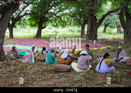 Ländliche Indianerdorf Frauen arbeiten, topping und beschatten rote Zwiebeln von Hand auf dem Lande geerntet. Andhra Pradesh. Indien Stockfoto